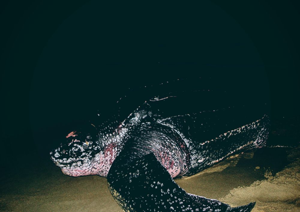 A sea turtle on the beach at night